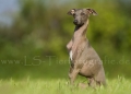 17 Windhund-Trio
